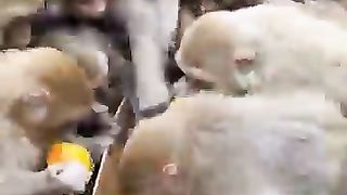 Wov monkey ???????????????? funny ????????