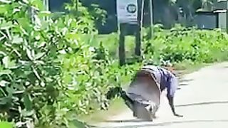 Fake cobra snake prank  great ????????