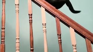 Funny Cats Compilation Tiktok #1