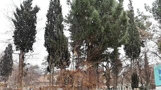 Live snow fall