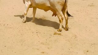 Ragni video 2