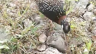 Teetar [ Grey Francolin Grey Francolin playing