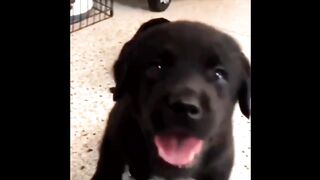 Labrador Compilation - Cute and Funny #2