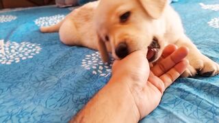 How to Train your Labrador Puppy to Stop Biting