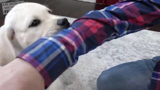 How to Train your Puppy to Stop Biting