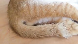 My cats 4