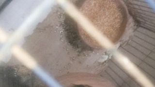 Birds #eggs#viral#video#reels