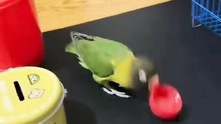 Surprising animals