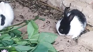 Rabbit beautiful rabbit