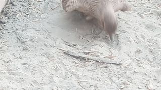 Teetar grey francolin playing