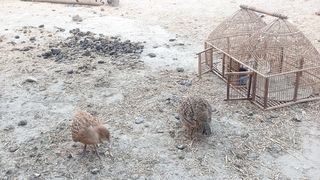 Teetar . grey francolin playing