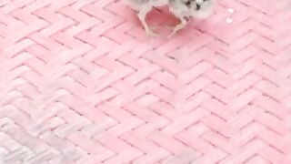 Teetar cute grey francolin playing