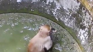 Monyet yang baik
