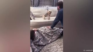 This dog deserves an Oscar award ???? Dramatic dog
