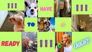 Funny Animals!