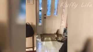 Funny Animal Videos 2023 ???? - Best Cats And Dogs Videos ????