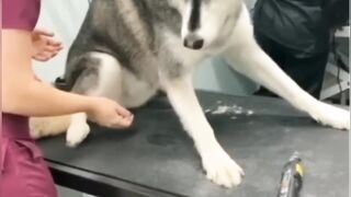 Best Funny Animals Videos Of The 2023 ???? - Funniest Cats And Dogs Videos ???????????? #1