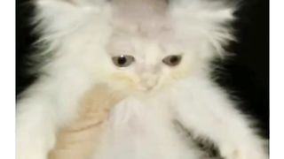 Funny videos 107