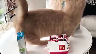 Funy cats 2