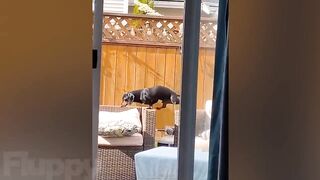 ???????? Get Ready to Laugh Out Loud with the Funniest Dog Videos ????????
