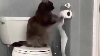 Funny cats 32