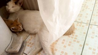 Finally cute tiny new born hidden kitten come out and playing with mom cat,carried in alone backyard of a house.