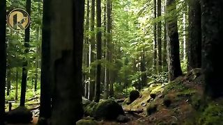 Scenic View Of Mountain Trees ~ Meditation, Relaxation & Deep Sleep Music @Kurt-Relaxation