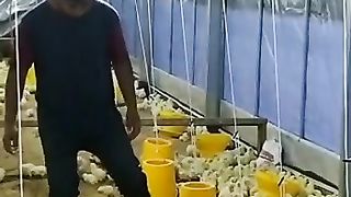 chicken farm
