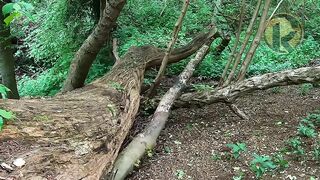 Chirping Birds In The Forest ~ Natural Sleep Sound, Meditation, Birds Music, Forest Sound