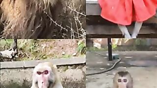 Monyet_ngoceh_persi_onder_sepot