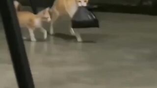 video lucu 2