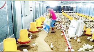 chicken farm 2