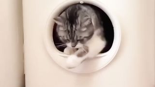 Funny cute cats Video