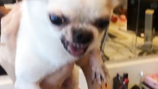 scary chihuhua dog
