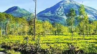 Bali scenery