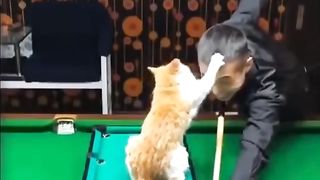 Kumpulan video lucu part 2