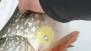 #shorts سبحان الله سمكه جواها سمكه يخرج الحى من الميت سبحان الله