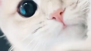 Cute cat ???? ????