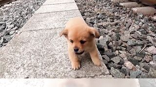 hungry stray puppies