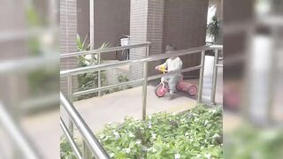 Very Funny videos | Take stock of the rollover moments of human cubs
