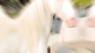 Beautiful horse ???? amazing video white horse