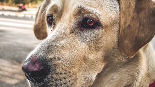 Compassionate Dog Breeds #shorts