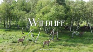 "Wildlife Animals Relaxation Film 4K - Peaceful Relaxing Music"