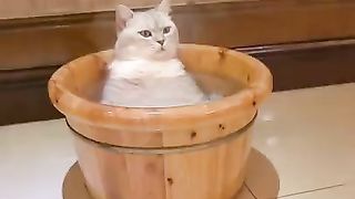 bath???????? She likes it???? Funny cat video #shorts