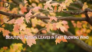 Beautiful Autumn Leaves in Fast Blowing Wind ~ Relaxation, Meditation & Deep Sleep