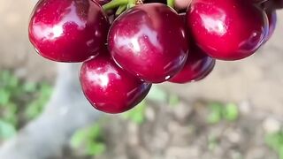 Natural fruits