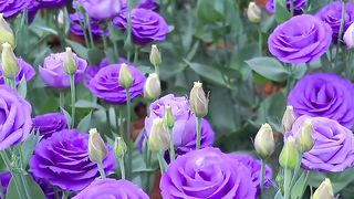 Purple roses