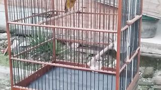 Hewan peliharaan yg TerHeboh