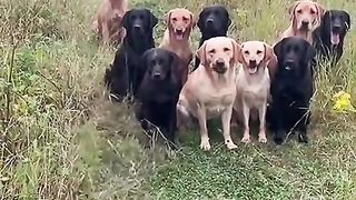 Dog funny name