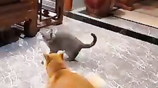 Funny Cat and video Collection